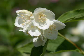 White apple tree flowers, close-up, blurred background of nature.