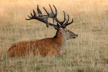 Naklejka na ściany i meble Red Deer with antlers resting in golden grass outdoors