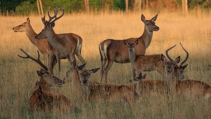 Naklejka na ściany i meble Group of Red Deer with antlers resting in golden grass outdoors