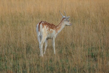 Red Deer walking in golden grass outdoors in a safari