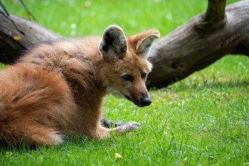 Maned wolf sitting on the grass looking to the right side with trunk on a background