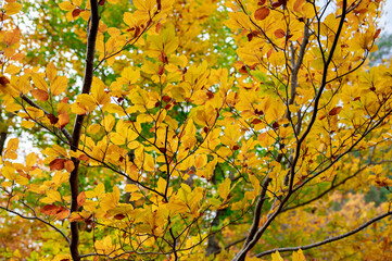 Leaves in the autumn forest stock photo
