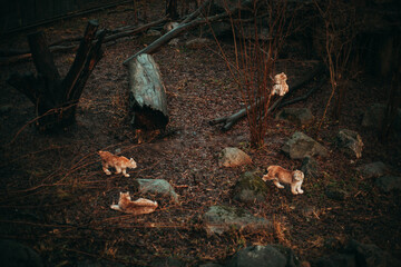 Stoccolma, Svezia. Isoletta di Skansen dove è racchiuso lo stile dell'epoca, i colori, le abitazioni e gli animali.