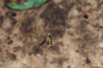 Small green caterpillar outdoors in daylight in a blurred background