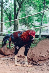 Vertical shot of a big cock with colorful plumage on a farm in daylight