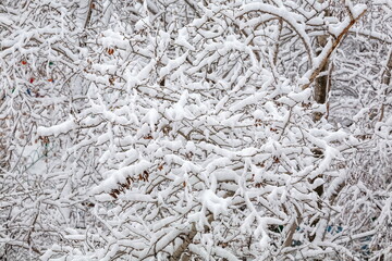 Tree branches covered with snow in winter
