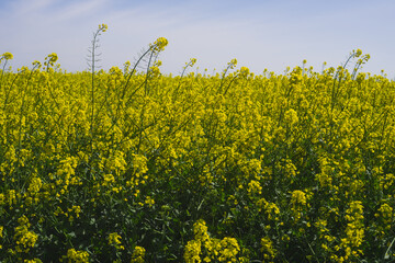The rapeseed field blooms with bright yellow flowers on blue sky in Ukraine. Closeup