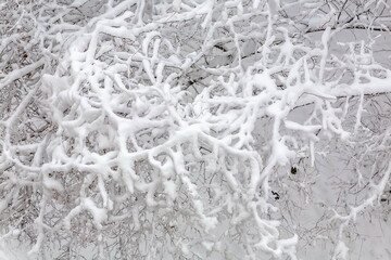 Naklejka premium Tree branches covered with snow in winter