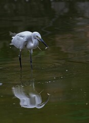 Vertical closeup of a great egret (Ardea alba) in water with a fish in its beak