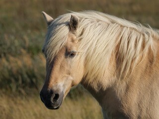 Closeup shot of a Przewalski's horse with grassland in the background