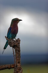 Vertical closeup of a lilac-breasted roller (Coracias caudatus) sitting on a broken of tree in Kenya