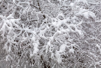 Tree branches covered with snow in winter