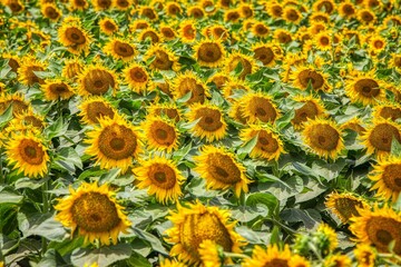 Fototapeta premium Beautiful field of bright sunflowers on a sunny day