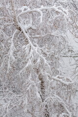 Tree branches covered with snow in winter