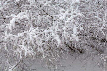 Tree branches covered with snow in winter