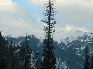 snow covered trees