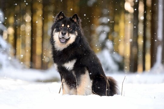 View of the black cute Finnish Lapphund sitting on snow and looking at camera with its mouth open