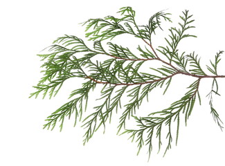Green pine branch isolated on white, clipping path