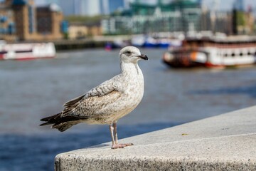 View of the herring gull standing turned in front of city buildings and ships