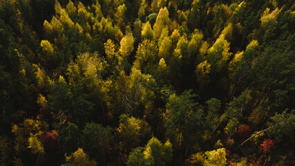 Flight over autumn forest. Beautiful autumn colors. Aerial view