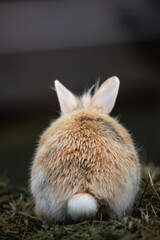 the symbol of the Chinese new year 2023 and Easter, a red rabbit is sitting backwards in the grass,...