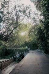 Obraz premium Vertical shot of a narrow walking road surrounded by green trees