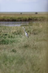 Vertical closeup of a black-headed heron (Ardea melanocephala) in a field in the Masai Mara, Kenya
