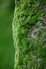 Vertical closeup of tree trunk covered with moss against blurred background