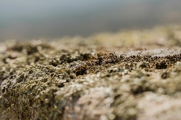 Selective focus shot of a ground moss for background