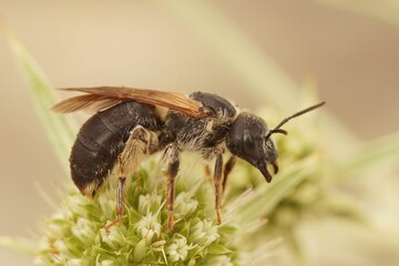 Macro shot of Furrow bee female on a watling street thistle