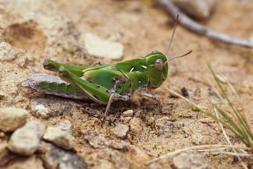 Macro shot of a Handsome Cross Grasshopper on a ground