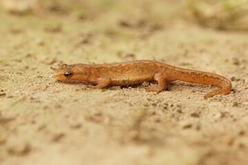Macro shot of a smooth newt on sandy ground