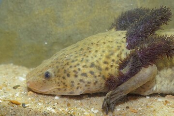 Closeup shot of a red list Mexican salamander