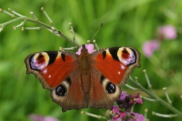 Closeup shot of a Peacock butterfly on a stem