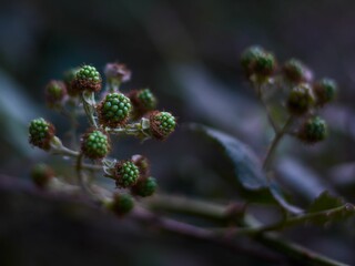 Closeup of unripe blackberries (Rubus allegheniensis) against dark background