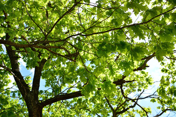 oak tree branches with green leaves on blue sky background, close-up