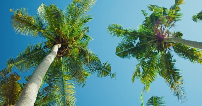 Coconut palm trees and blue sky at the beach during warm sunny summer day. Wind shakes the lush green brances. Vacation on tropical island. Relax spa meditation.