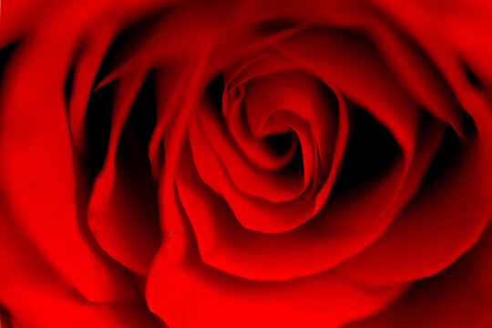 Defocused blurred fresh dark red rose flower macro texture background