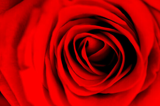 Defocused blurred fresh dark red rose flower macro texture background