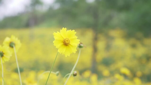 Beautiful yellow flowers in a field