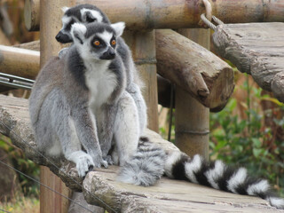 A ring-tailed lemur crossing a bridge