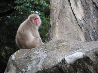 Rocky mountain Japanese macaque