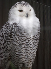 snowy owl