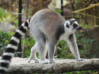 A ring-tailed lemur crossing a bridge