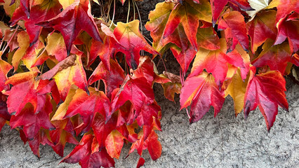 Climbing ornamental plant with bright red leaves of maiden grapes on concrete wall in fall. Bright colors of autumn. Parthenocissus tricuspidata or Boston ivy changing color in Autumn. Nature pattern 