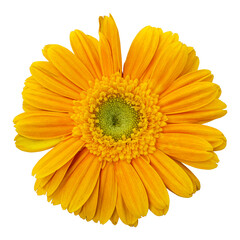 Yellow gerbera flower isolated on transparent background