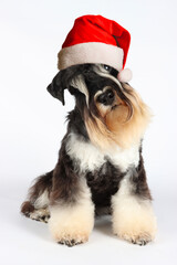 sweet schnauzer dog wearing santa claus hat