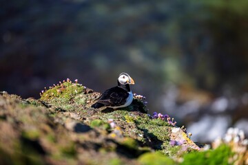 Closeup of the cute puffin with black and white feathers looking aside standing on the hill