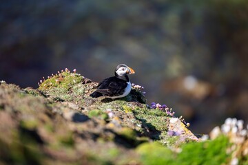 Closeup of the cute puffin with black and white feathers looking aside standing on the hill