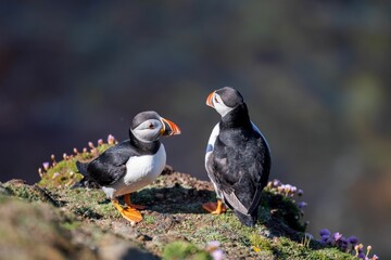 Closeup of the cute puffins with black and white feathers standing next to each other on the hill